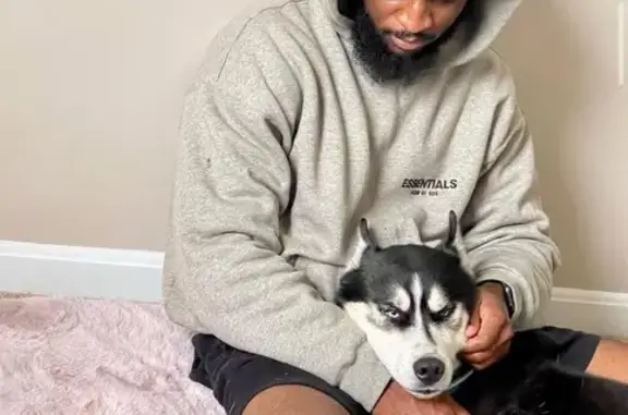 Lost pets Ohio City, photo: Lost Siberian Husky in Sunbury, Ohio!