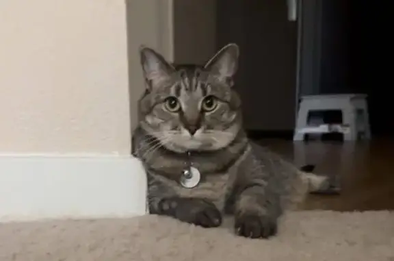 Help Find Tiara: Lost Cat in Mukilteo