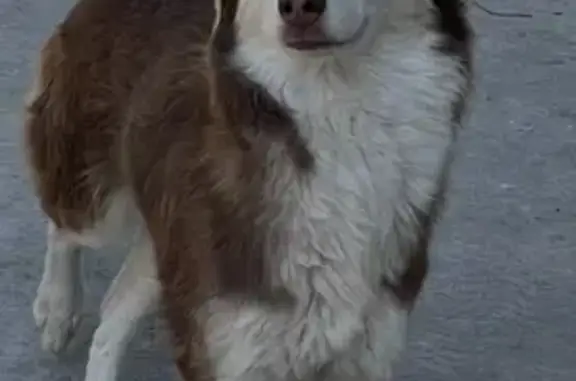 Husky Perdido: Ojos Azules en Francisco Villa