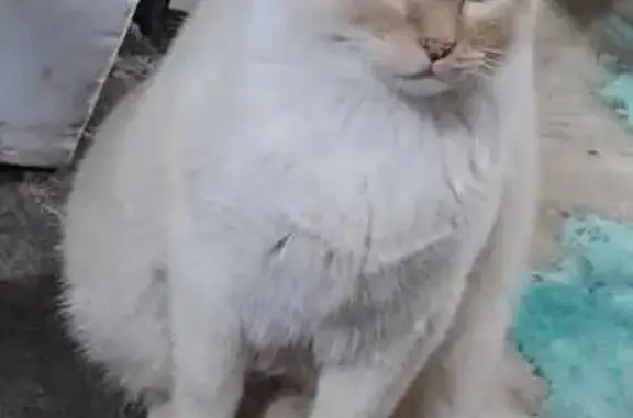Buscamos Gato Blanco y Café Perdido en Neza