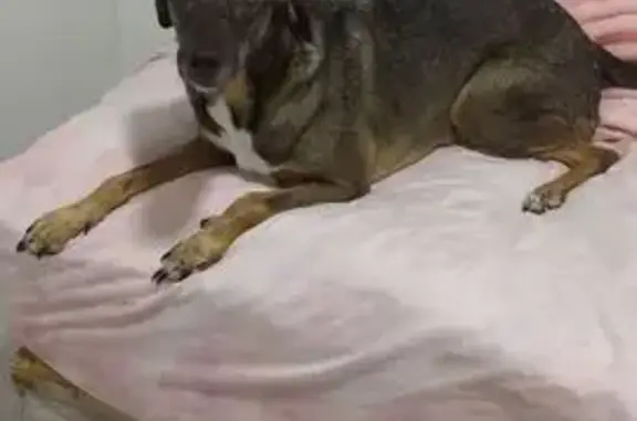 cachorro desaparecida