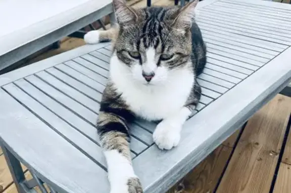 Chat perdu, , photo: Chat Perdu à L'Épine : Frimousse 2 ans