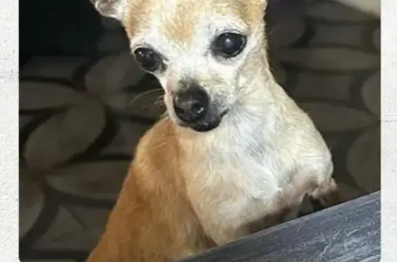 Perrita Mayor Perdida en Tultitlán, EDOMEX