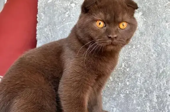 ¡Gatito Marrón Perdido en Granada!