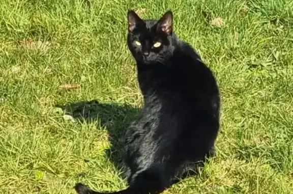 Chatte Bonnie perdue à Saint-Saturnin - photo