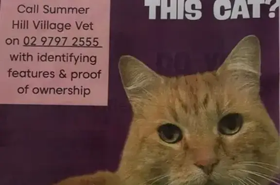 Found pets , photo: Found: Friendly Ginger Cat in Ashfield