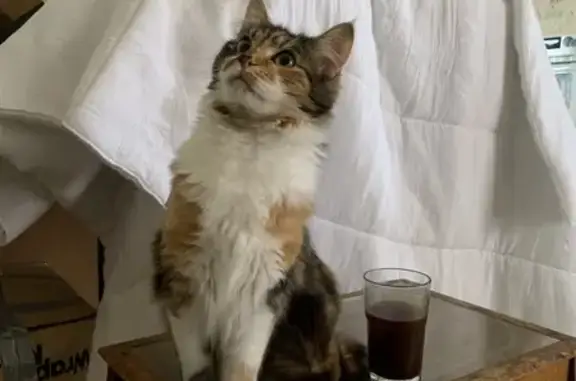 Help Find Luna: Playful Calico in Moonee Valley