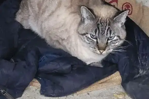 Animaux trouvés , photo: Chat(te) trouvé(e) avec puce à La Souterraine