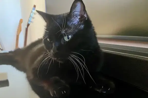 Animaux perdus Asnières-sur-Seine, photo: Chat noir mince perdu à Asnières-sur-Seine