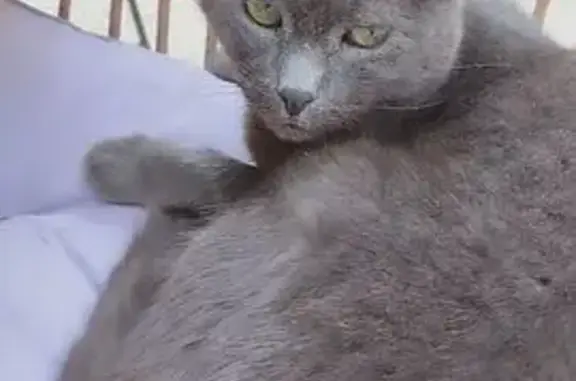 Chat perdu, , photo: Chat gris perdu, sociable, Rue du Couvent
