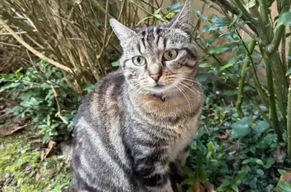 Chatte tigrée perdue, rue Godard, St-Malo - photo