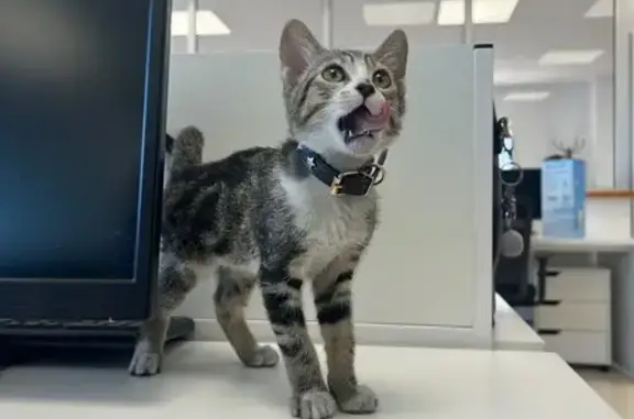 Cachorro de Gato Cariñoso con Collar de Estrellas