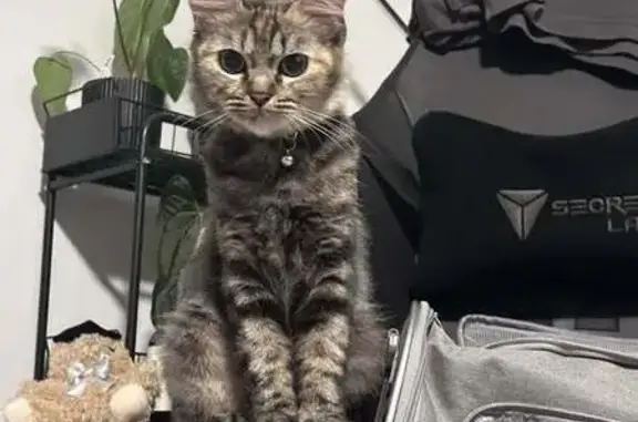 Missing cat , photo: Lost Cat Zeus: Distinctive Orange Stripe