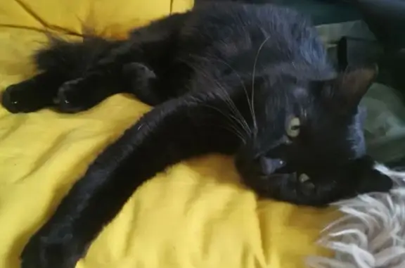 Chat noir perdu, rue Victor Thuillat, Limoges - photo