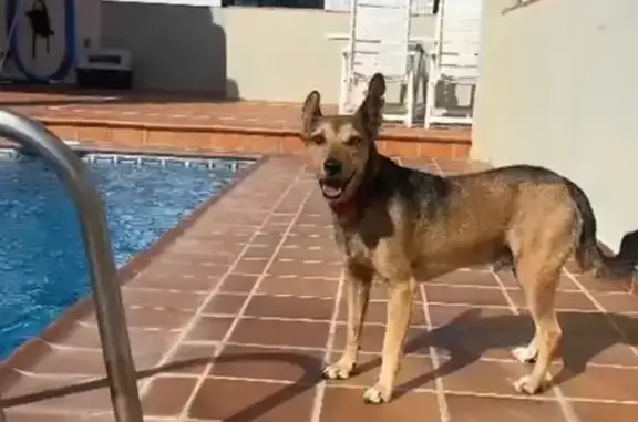 Perro Perdido en El Faro: Asustadizo y con Chip