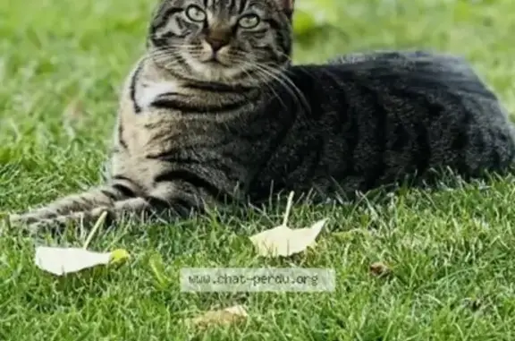 Chat perdu, , photo: Chatte tigrée perdue à Courances