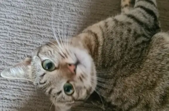 Lost pets Benoni, photo: Lost Tabby Cat Nala: Last Seen in Benoni