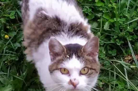 Chat trouvé, calme, rue du 11e Bataillon - photo