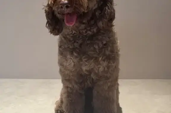 Lost pets Singapore, photo: Lost Dog in Serangoon Central Area