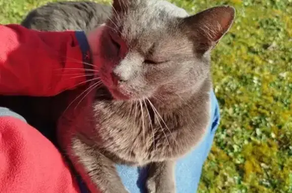 Chat perdu à Cagnicourt, rue d'Arras - photo