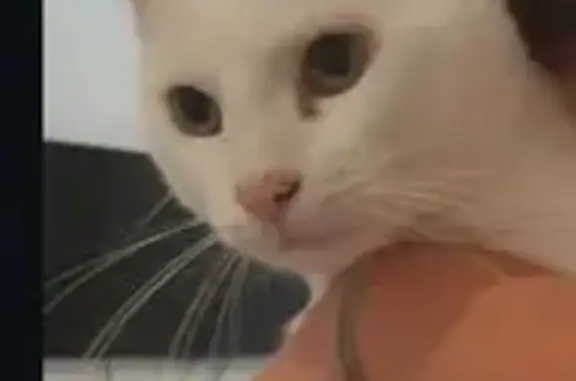 Chat blanc Bambi perdu, queue noire, Vonnas - photo