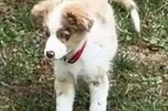 Chiot Berger Américain perdu à Belfort - photo