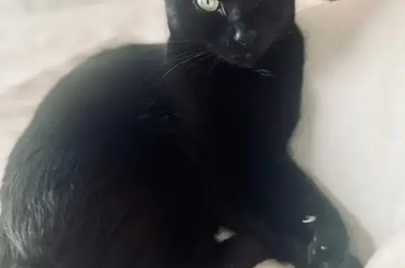 ¡Gato Negro Perdido en Cádiz! Ayúdanos