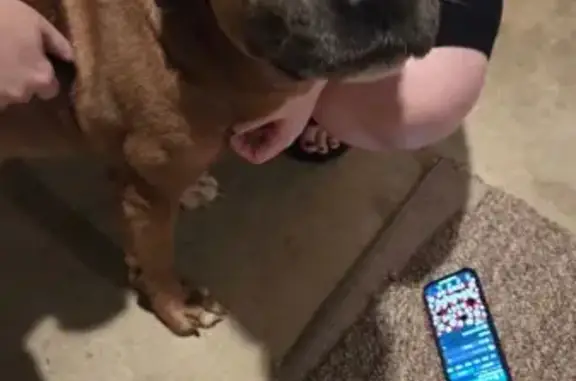 Friendly Brown Dog Found on Sa...