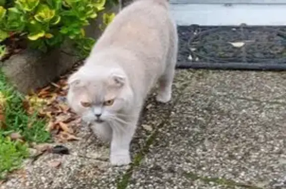 Animaux trouvés Orléans, photo: Chat beige trouvé, affectueux, Orléans