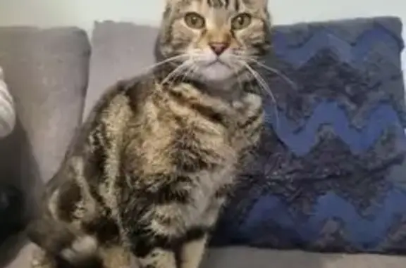 Help Find Crumble: Lost Tabby on Tennyson