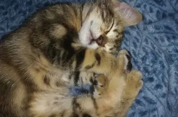 Chaton tigré perdu à Trégueux - photo