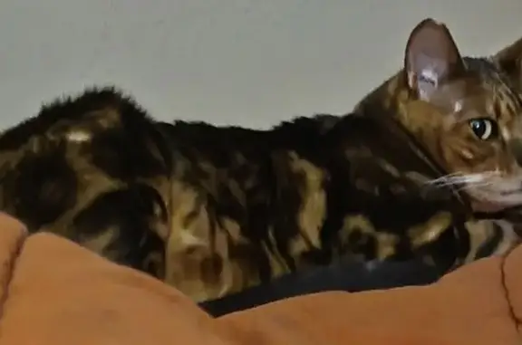 Gato Perdido: Lucas, Atigrado con Cicatriz