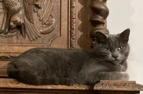 Chat perdu, , photo: Chat mâle gris perdu à Gesvres