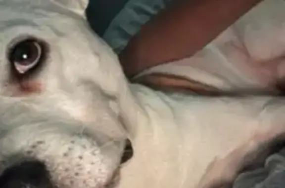 Missing dog Upper Grand Lagoon, photo: Lost Dog: White with Brown Spots - 2103