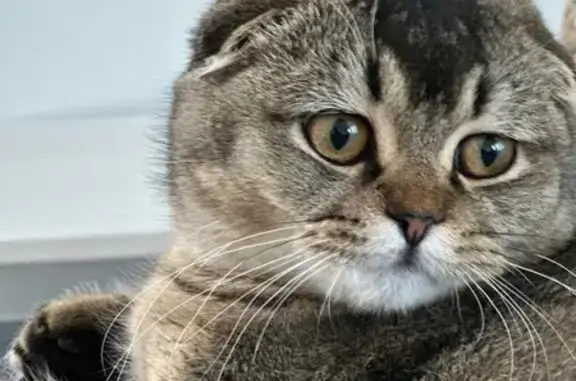 Lost Scottish Fold Mix on Golden Valley