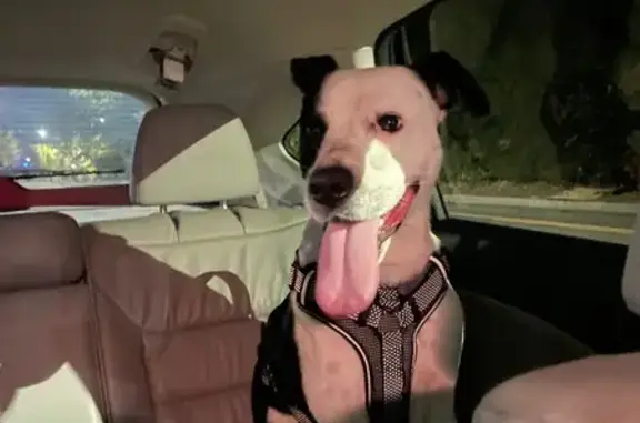 Lost and found pets , photo: Found Neutered Male Dog in Atlanta