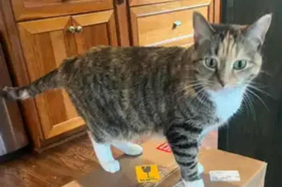 Missing: Split-Faced Tabby in Fairfax