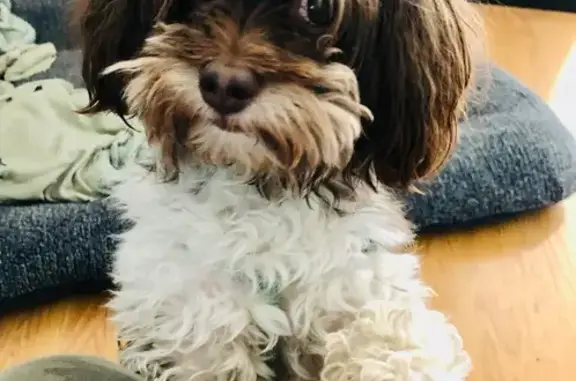 Lost Dog: White/Brown, Teal Harness