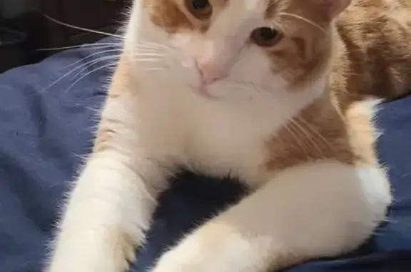 Lost: Thunder, Orange & White Tabby Cat