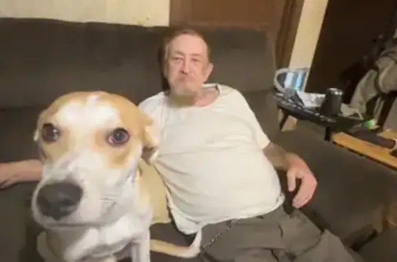 Lost Dog: Sweet Milo Missing in Carthage