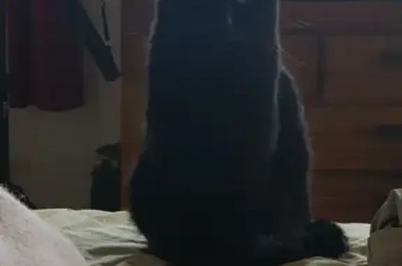 Chatte noire perdue à Ballaison - photo