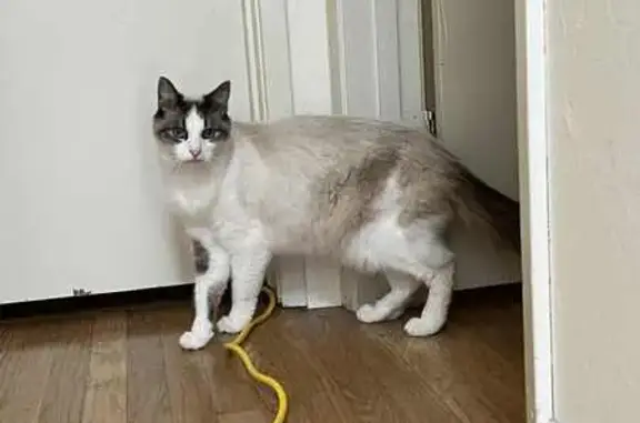 Lost Siamese Cat: Blue Eyes in San Jose