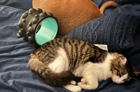 Lost Cat: Felix Missing in Indianapolis
