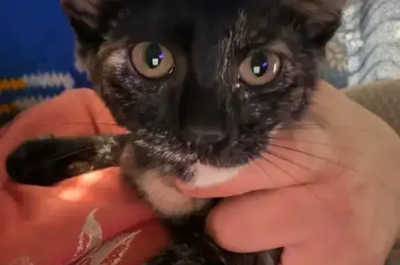 Lost Tortie Cat: Help Find Her in Riverside