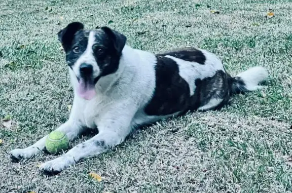 Lost Dog: Oreo, Black & White, Westville