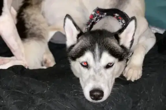 Lost and found pets Fort Lauderdale, photo: Lost Husky: Friendly, Blue-Eyed & Groomed