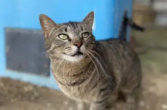 Lost Grey Tabby: Raven, Fort Collins