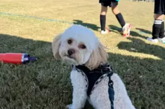 Lost Maltipoo: White/Tan, Ocean Springs