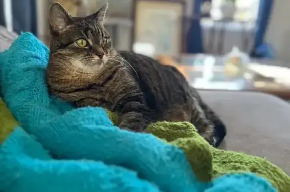 Lost Cat 'Midnight' Near Country Walk Blvd