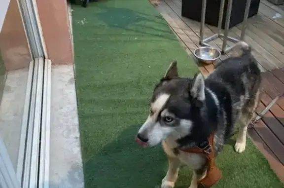 Chien mâle noir et blanc perdu à Marseille - photo